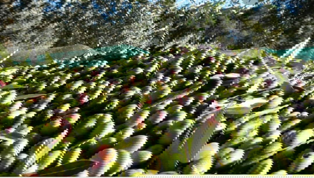 Olivar en Buti. Fotos del aceite Polidori