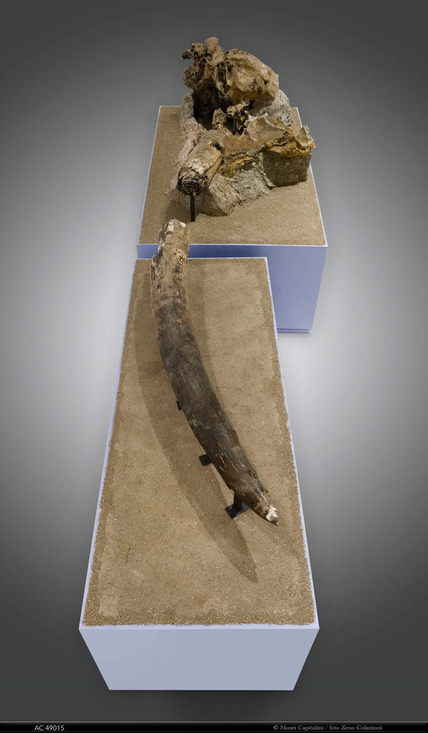 Fossile Überreste eines Teils des Schädels und der linken Abwehr (Stoßzahn) des antiken Elefanten Elephas (Palaeoloxodon) Antiquus, die bei den Ausgrabungen in Velia gefunden wurden (Rom, Musei Capitolini, Antiquarium, Inv. AC 49015) Fossile Überreste eines Teils des Schädels und der linken Abwehr (Stoßzahn) des antiken Elefanten Elephas (Palaeoloxodon) Antiquus, die bei den Ausgrabungen in Velia gefunden wurden (Rom, Musei Capitolini, Antiquarium, Inv. AC 49015)