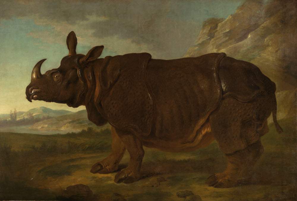 Le Rijksmuseum d'Amsterdam consacre une exposition au rhinocéros le plus célèbre de l'histoire. 