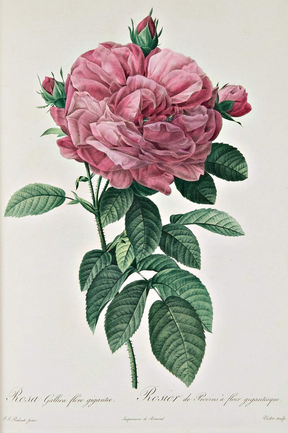 Rosa Gallica flore giganteo, de Pierre-Joseph Redout&eacute; - Claude Antoine Thory, Les roses, 1817-1824