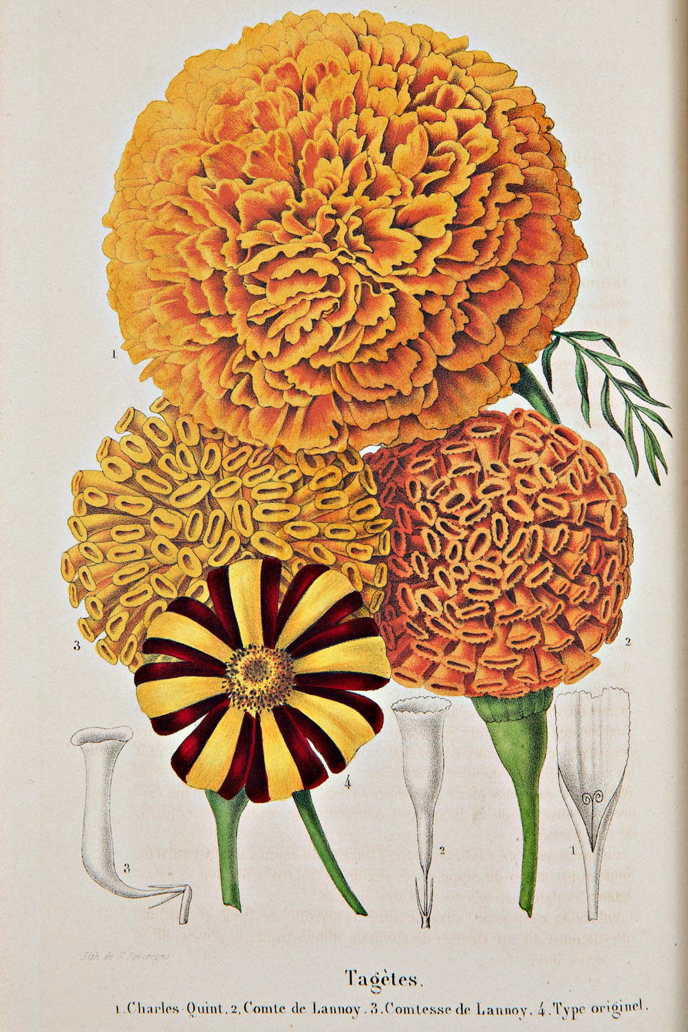 Tagetes, de Charles Morren - Eduard Morren, La Belgique horticole, 1851-1862