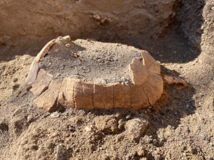 Pompeii, remains of a turtle found with an egg in its carapace 