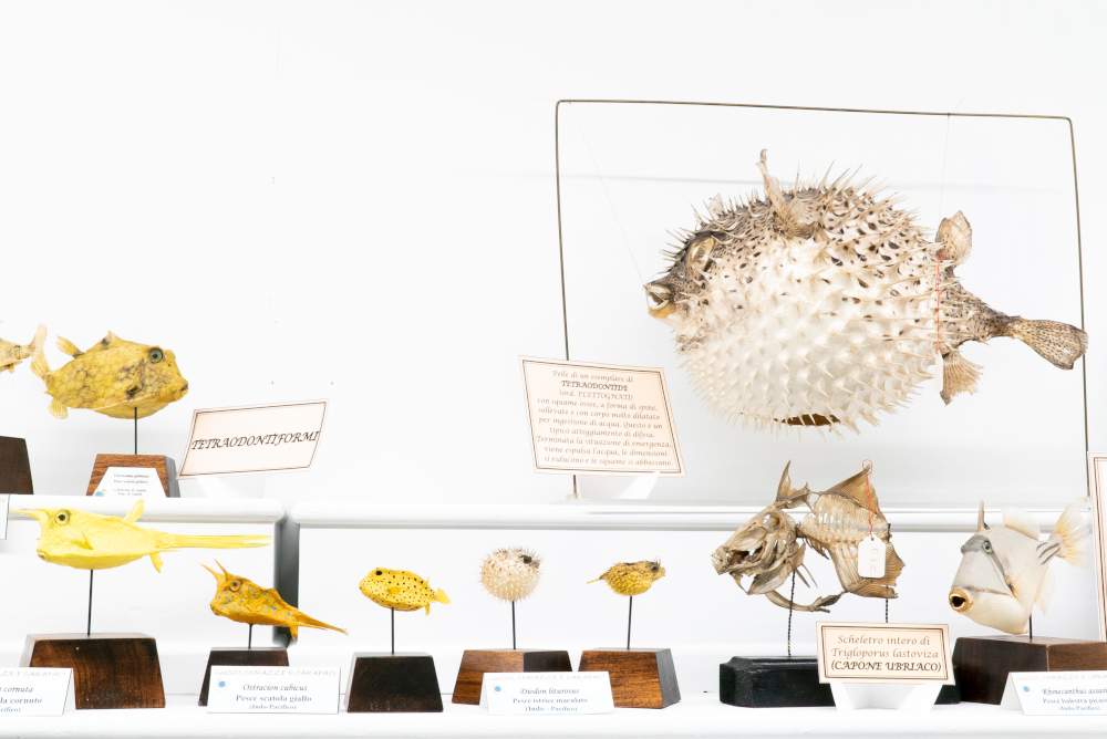 Bolognese museum collections through the eyes of six artists: The Floating Collection at MAMbo
