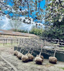 Ferrara, the new Renaissance garden at Palazzo Schifanoia takes shape. It will also have a 16th-century promenade