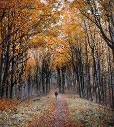 Bosques del Casentino, qué ver: 10 lugares que no hay que perderse