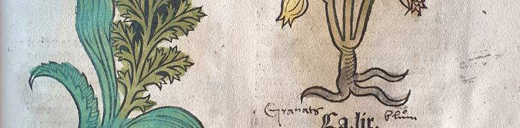 Die antiken Herbarien der Universitätsbibliothek von Pavia