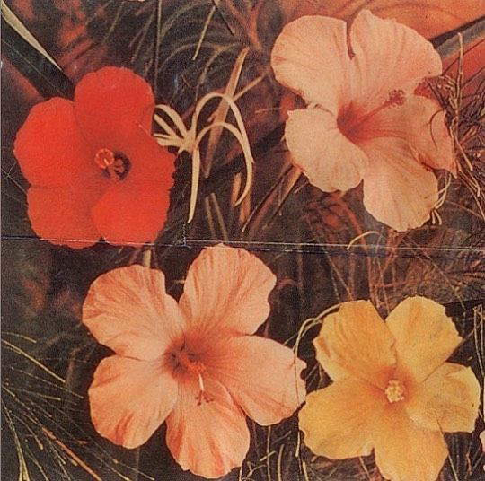 Patricia Caulfield, Flores de hibisco (1964; fotografía) Patricia Caulfield, Flores de hibisco (1964; fotografía)