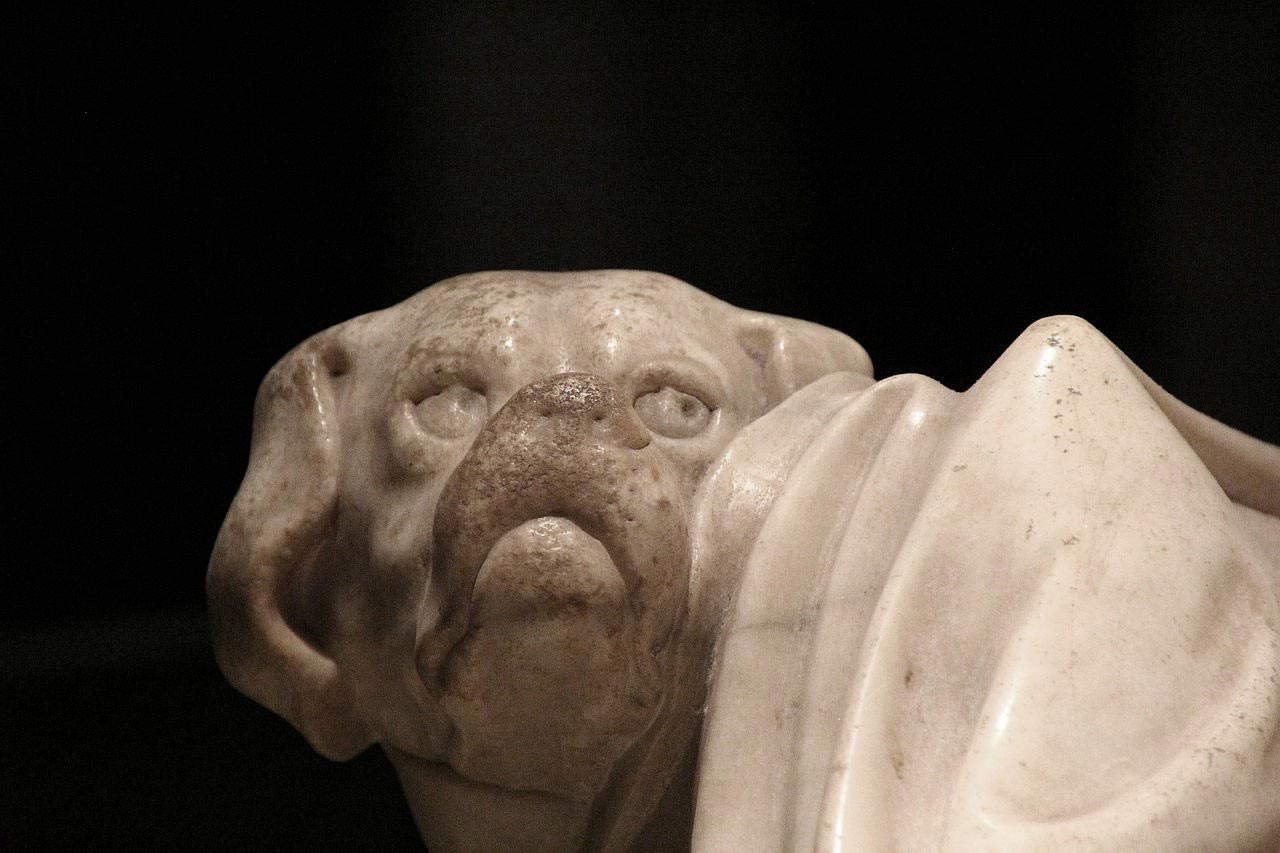 El perro. Foto: Gianni Careddu El perro. Foto: Gianni Careddu