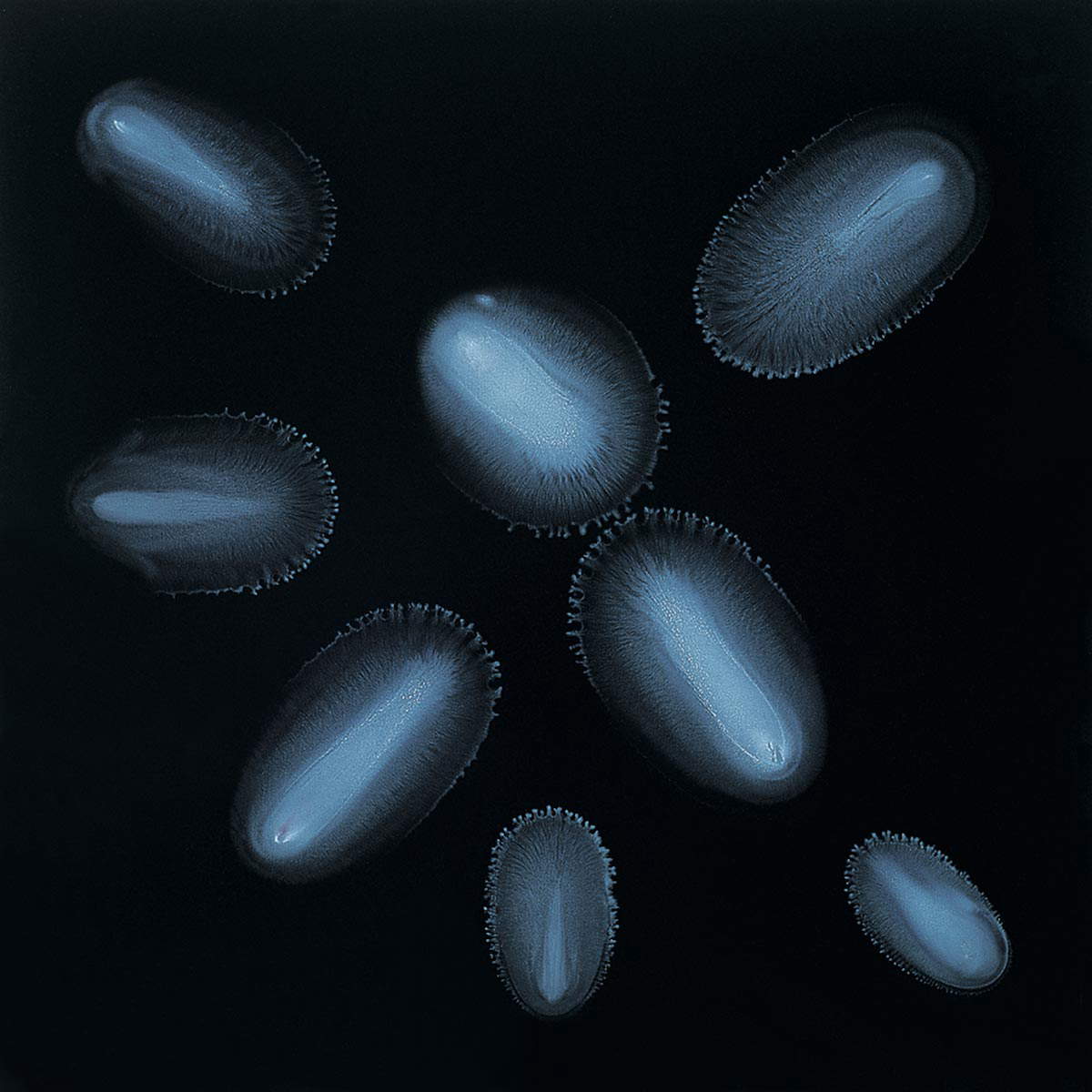 Letizia Galli, Jagged (1998; olio su tela, 180 x 180 cm) Letizia Galli, Jagged (1998; olio su tela, 180 x 180 cm)