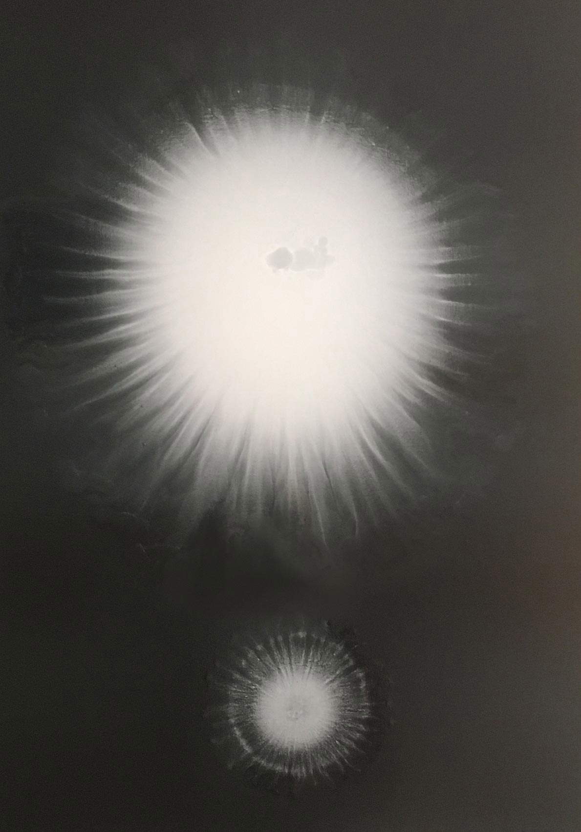 Letizia Galli, Looking for the essence (2019; olio su tela, 70 x 50 cm) Letizia Galli, Looking for the essence (2019; olio su tela, 70 x 50 cm)