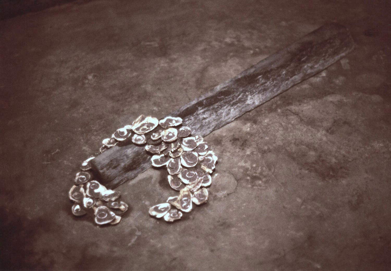 Arianna Giorgi, Baqueta (1999; pizarra, válvula, semillas de amapola, 18 x 40 x 109; Milán, Casa degli artisti)