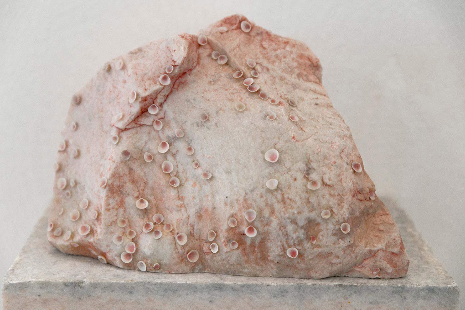 Arianna Giorgi, Pietra malata (1998; mármol de Carrara, conchas, color, 28 x 18 x 10 cm). Foto: Valentino Albini