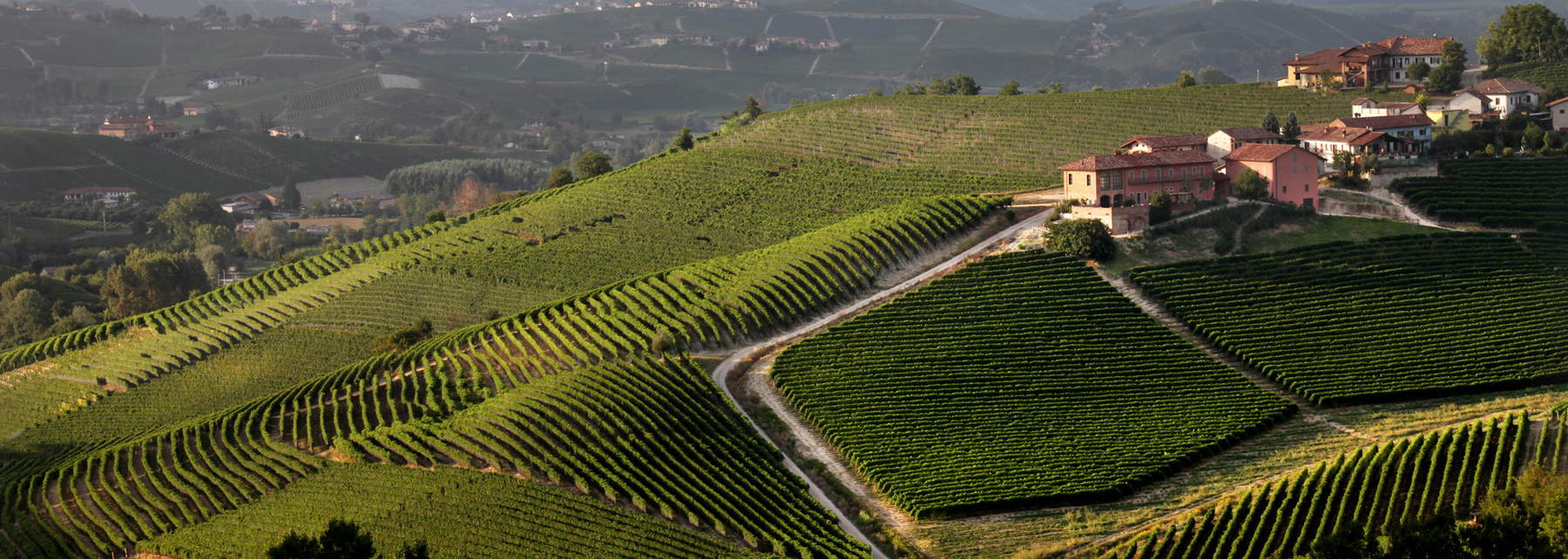 Weinberge des Weinguts Antinori Weinberge des Weinguts Antinori