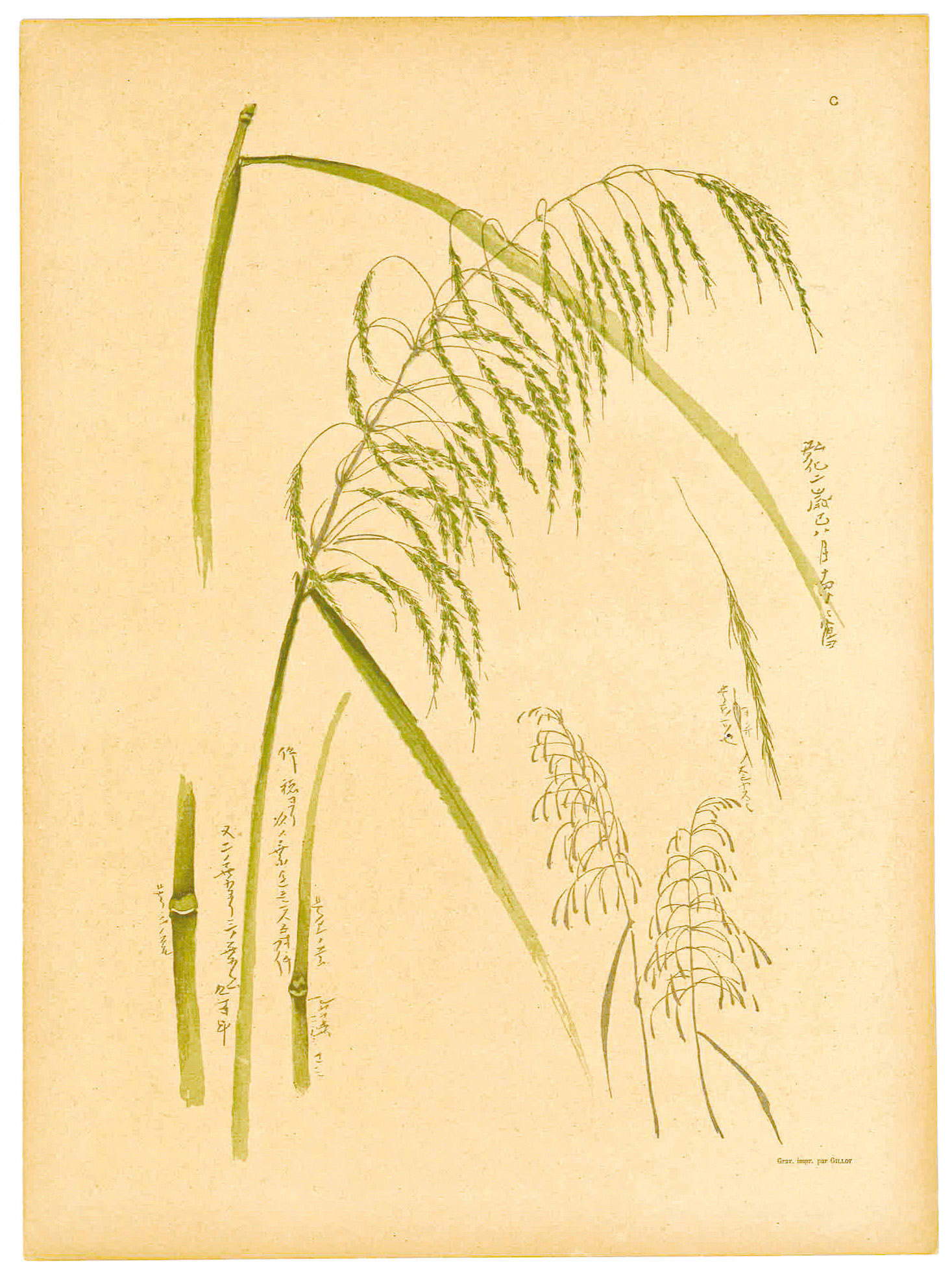 Anonyme, Study of Herbs, Table from the first issue of 'Le Japon Artistique' (Paris, May 1888 ; Collection M.G.) Anonyme, Study of Herbs, Table from the first issue of 'Le Japon Artistique' (Paris, May 1888 ; Collection M.G.)