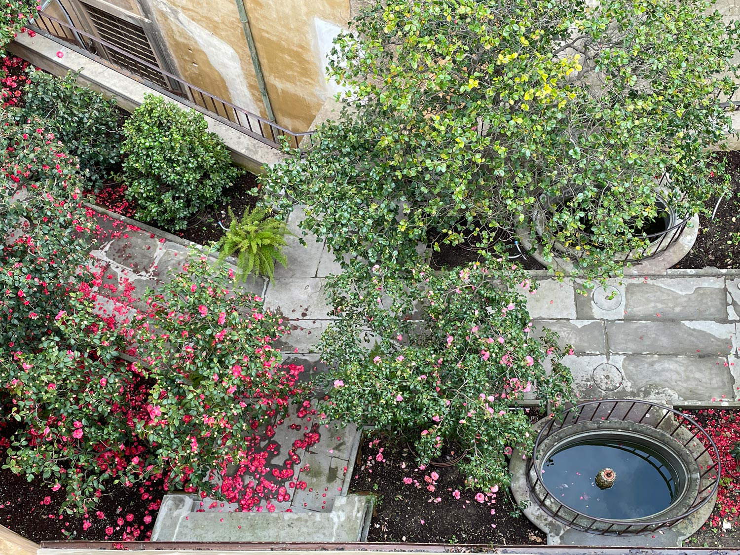 Der Boboli-Garten Kameliengarten