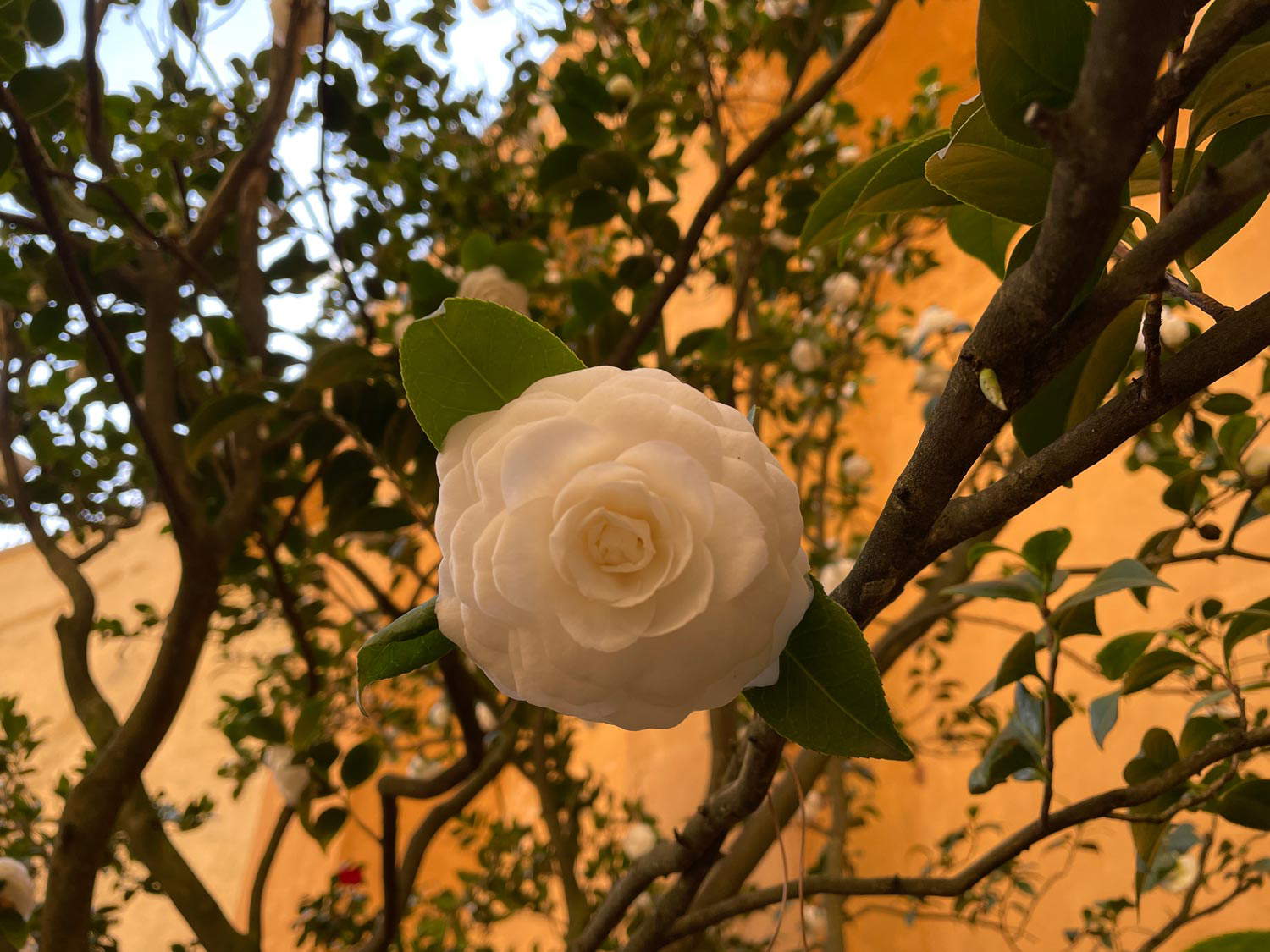 Der Boboli-Garten Kameliengarten