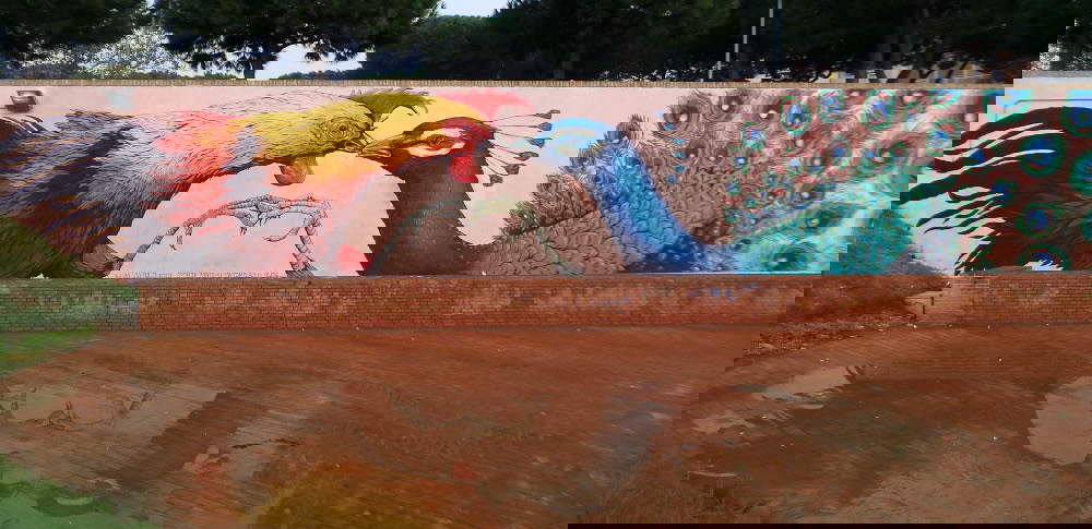 Ericailcane, El gallo y el pavo real. Créditos Visit Romagna