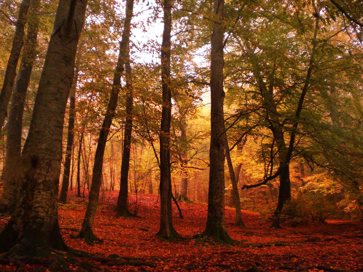 La hêtraie du Monte Venere