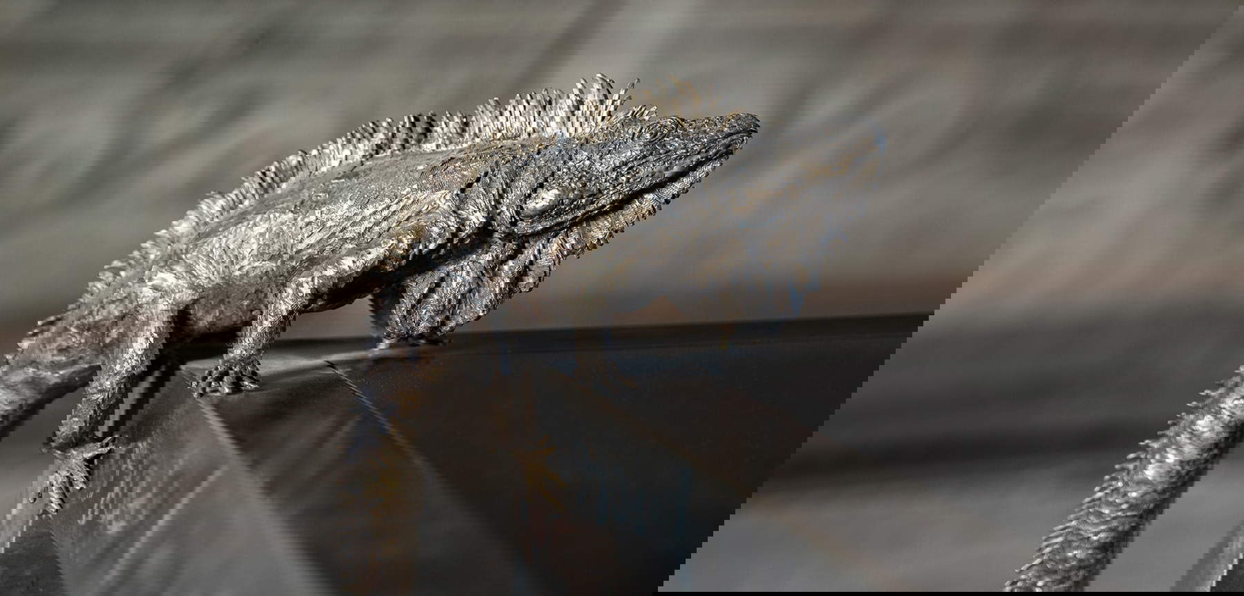 Diseño animalista de Giovanni Raspini