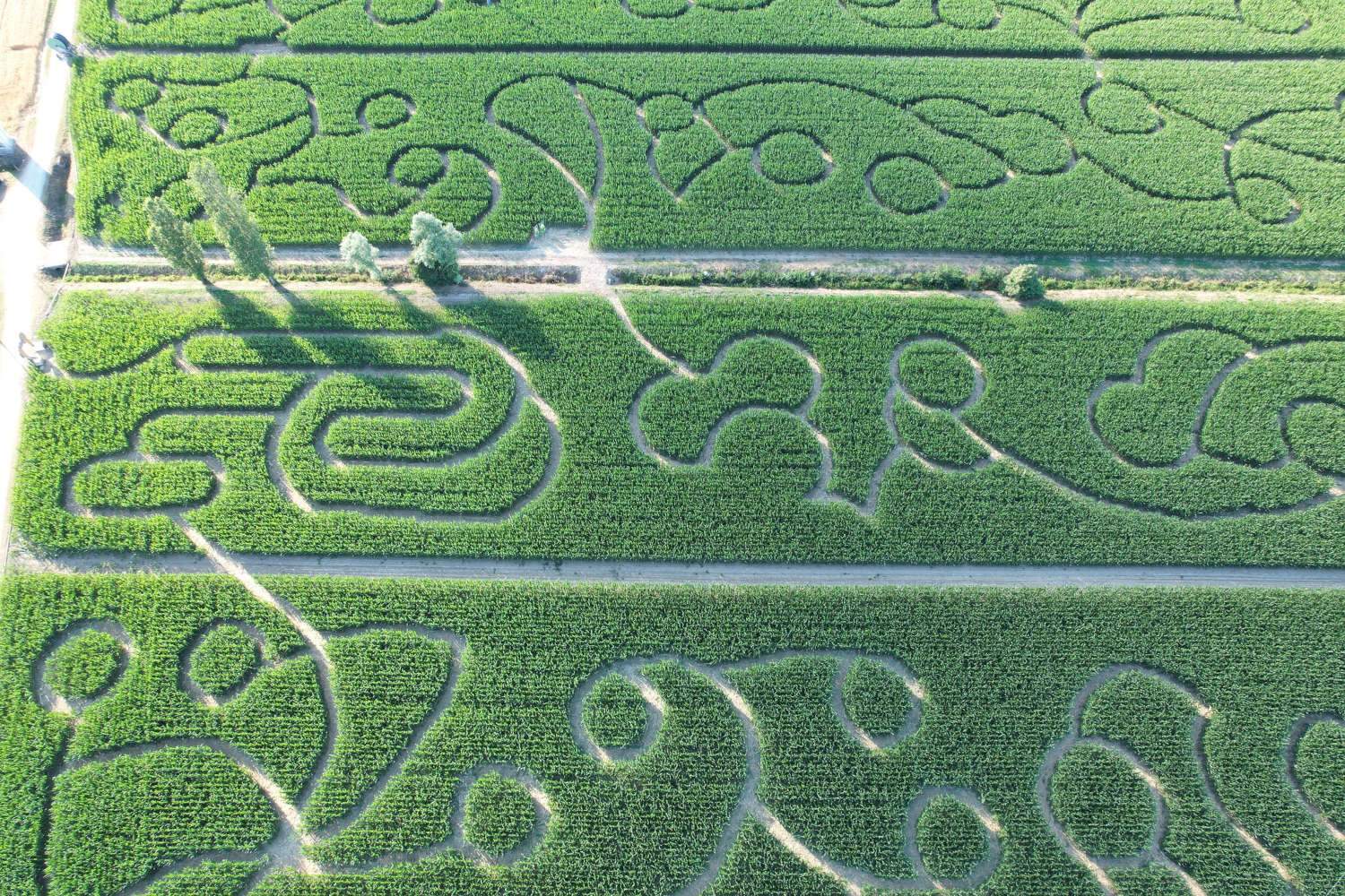 Ein Maislabyrinth, das sich jedes Jahr verändert: das Labyrinth von Hort in Le Marche