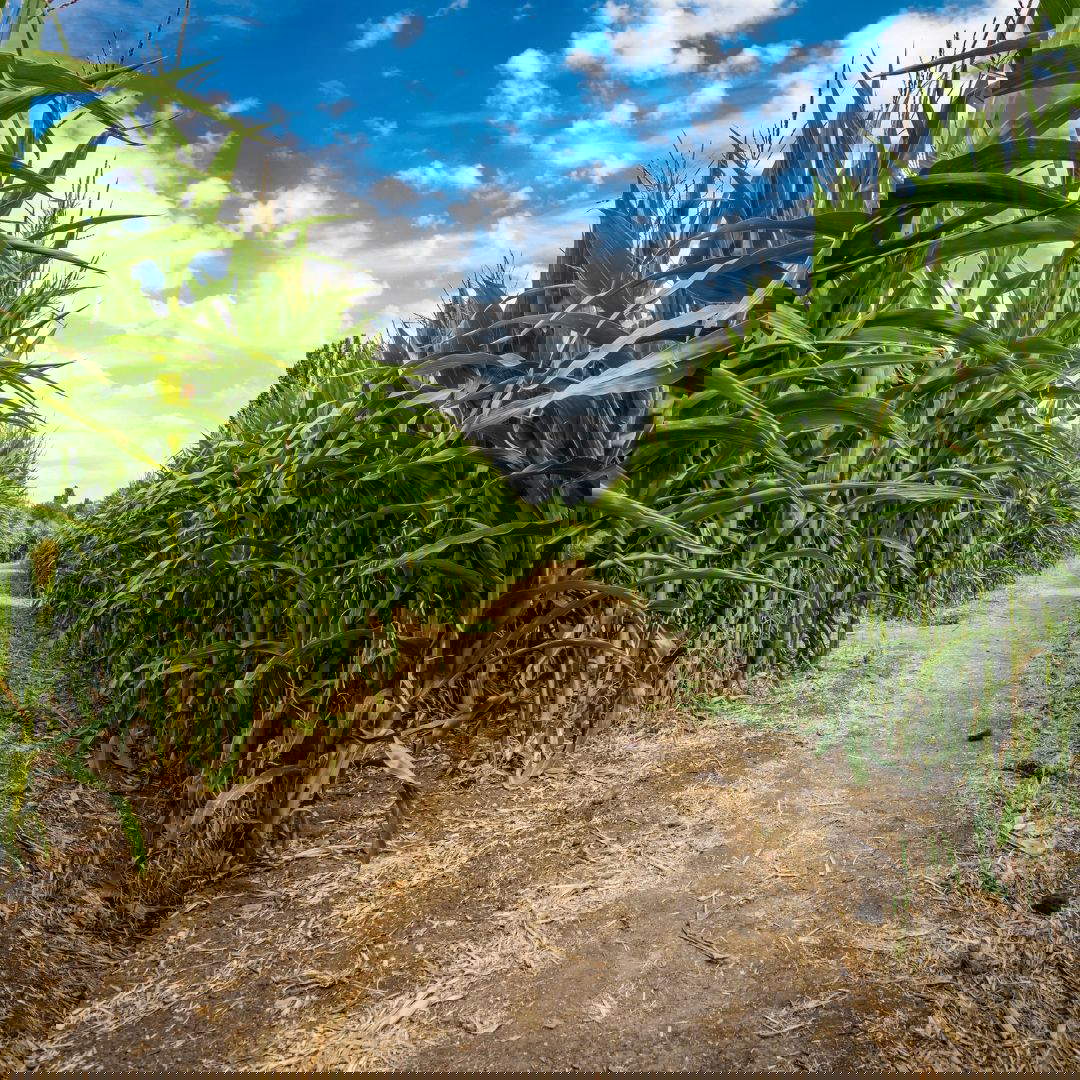 Mäander des Labyrinths von Hort