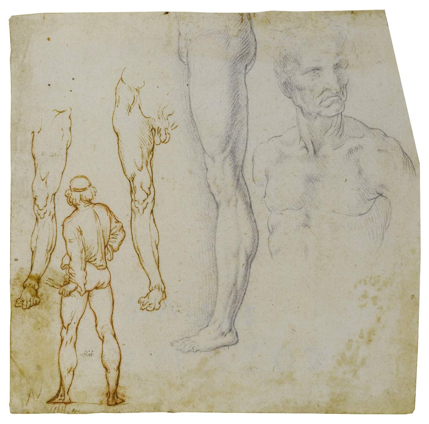 Une exposition sur les études anatomiques de Léonard de Vinci