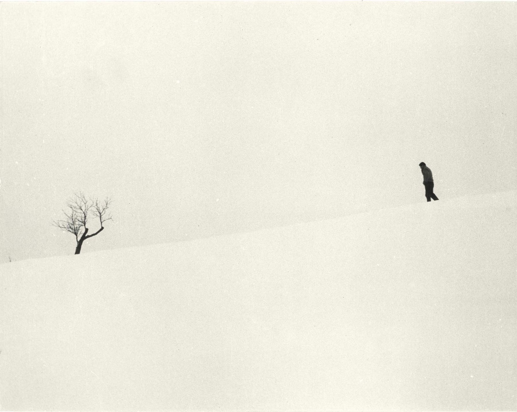 Luciano Ferri para Studio Villani, Árbol en la nieve (impresión en gelatina de plata bromuro sobre papel; Florencia, Archivos Alinari-Archivo Villani) Luciano Ferri para Studio Villani, Árbol en la nieve (impresión en gelatina de plata bromuro sobre papel; Florencia, Archivos Alinari-Archivo Villani)