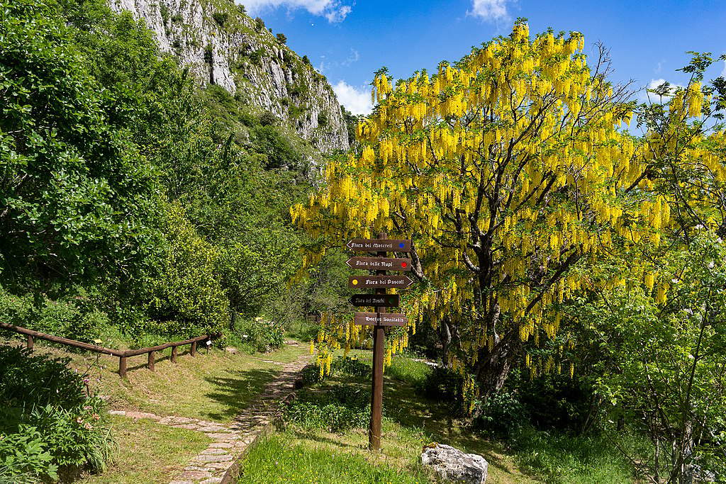 The botanical garden at Pania di Corfino. Photo: Emanuele Cheli The botanical garden at Pania di Corfino. Photo: Emanuele Cheli