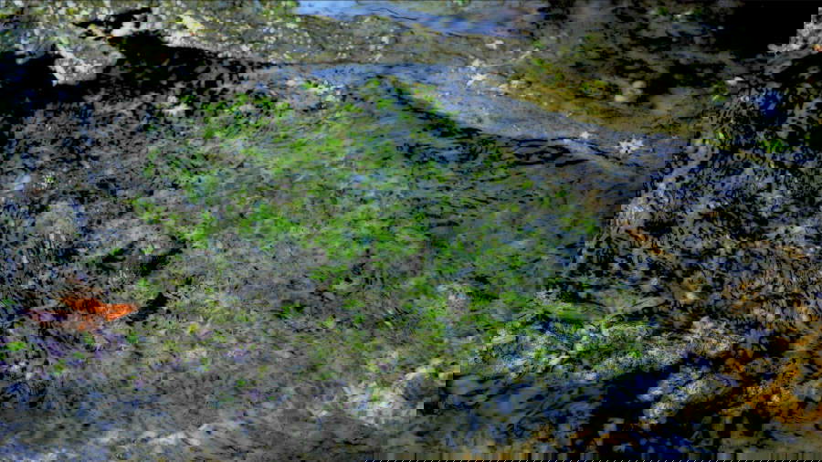 Peter Campus, Nearly may (2023; videography)