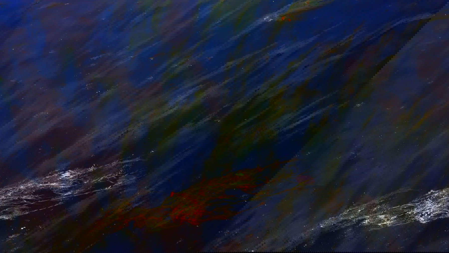 Peter Campus, Sensus (2022; videography, 6:09 minutes)