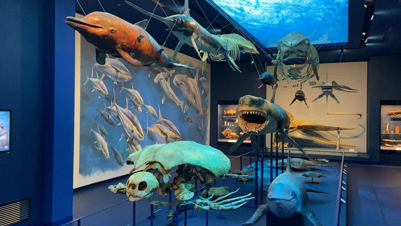 A Padova aperto il Museo della Natura e dell'Uomo, il grande museo scientifico dell'ateneo