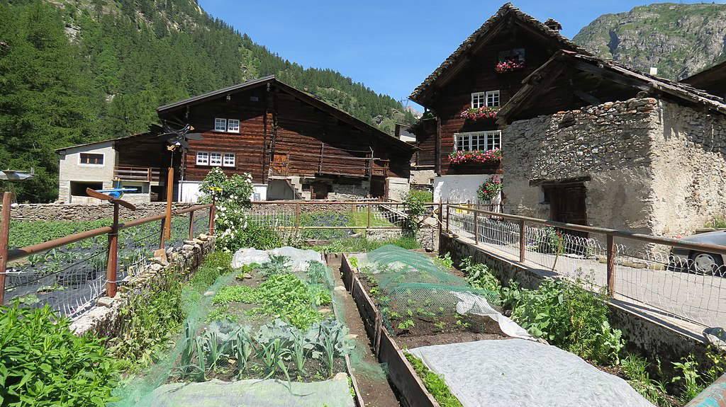 Canza. Photo: Hans-Peter Schifferle Canza. Photo: Hans-Peter Schifferle
