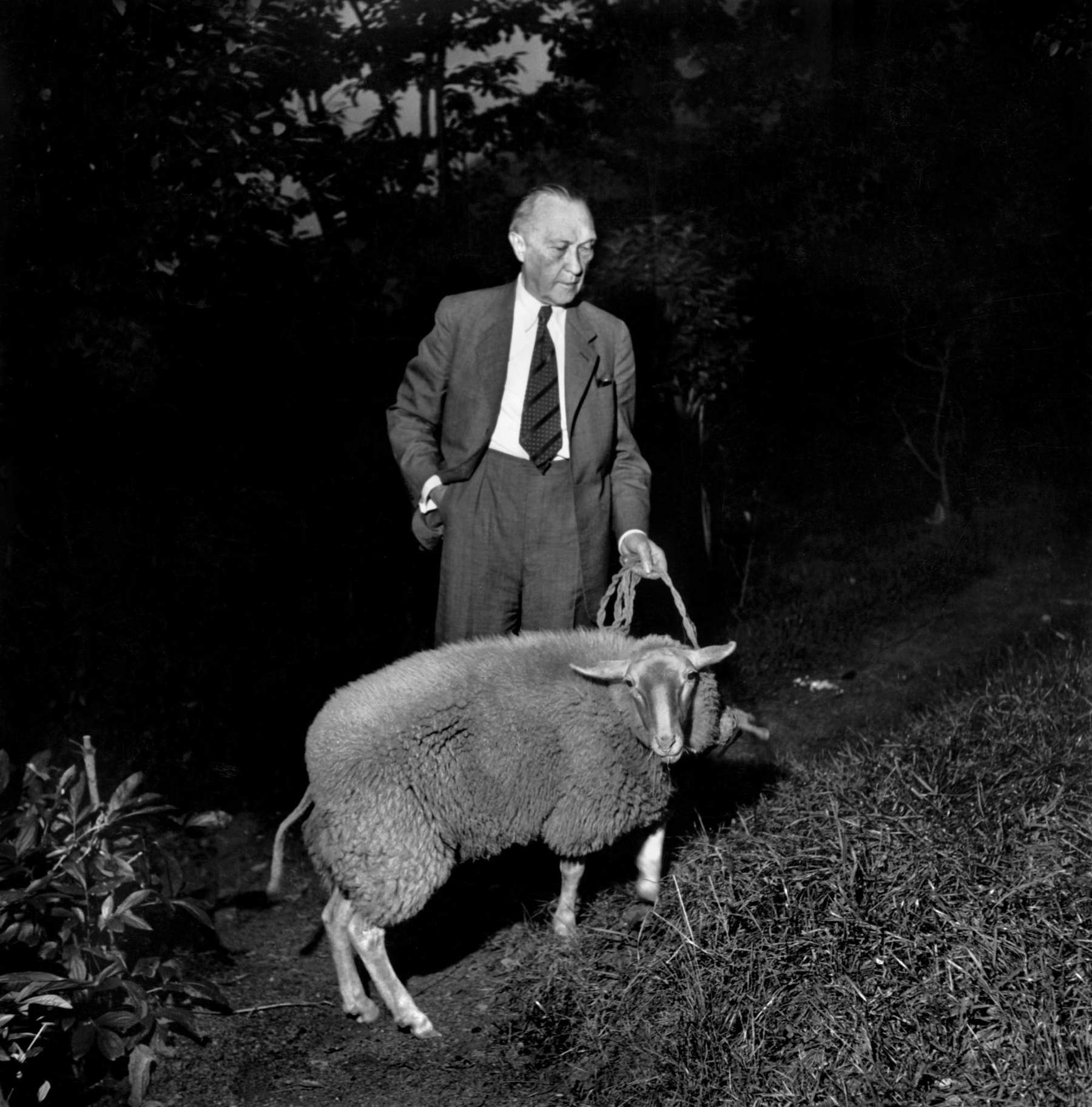 David Seymour, el Canciller Konrad Adenauer en casa con sus ovejas, Alemania, 1949 David Seymour, el Canciller Konrad Adenauer en casa con sus ovejas, Alemania, 1949