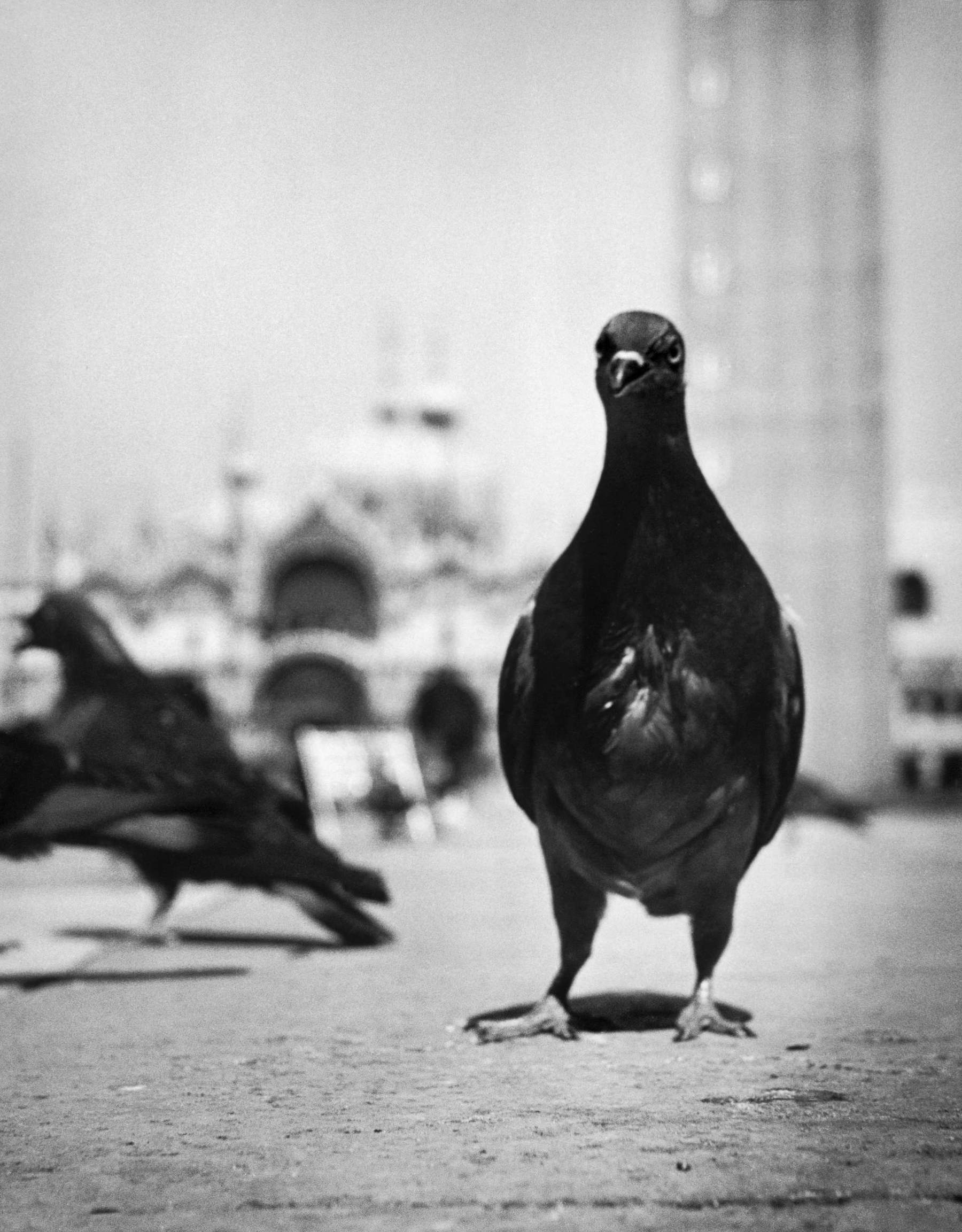 David Seymour, Venecia, 1950 David Seymour, Venecia, 1950
