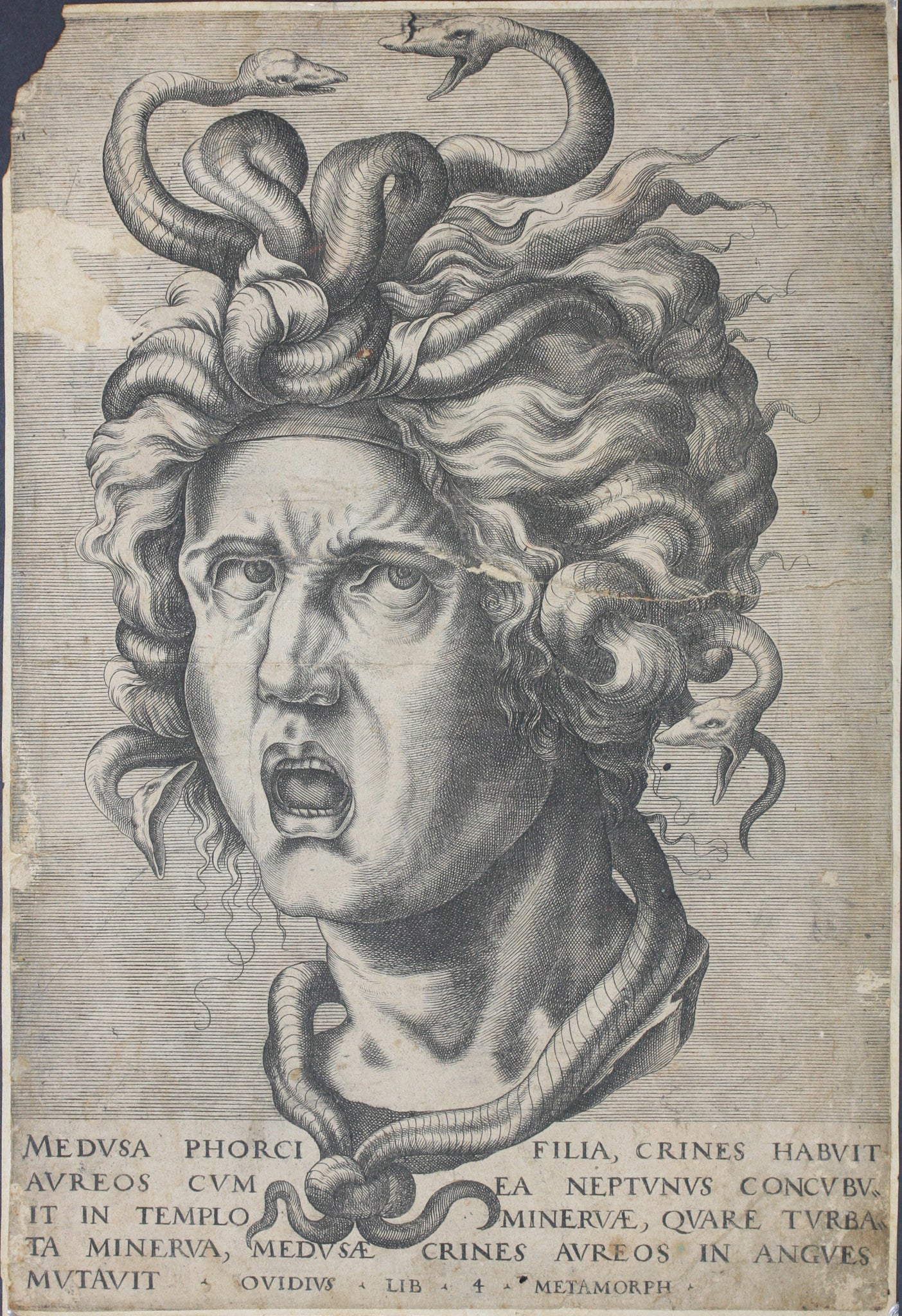 Cornelis Cort, La Medusa (bulino, 334 x 226 mm) Cornelis Cort, La Medusa (bulino, 334 x 226 mm)
