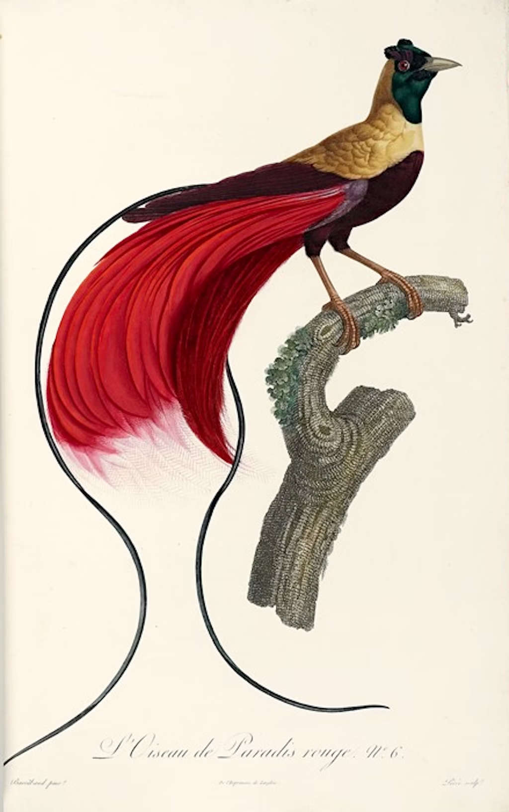 Fran&ccedil;ois Levaillant, Histoire naturelle des oiseaux de paradis et des rolliers, suivie de celle des Toucans et des Barbus. Tome premier (1806; half red morocco, flat backs finely decorated with bird instruments, library bookmark at head of backs, contemporary binding, 52 x 34 cm).