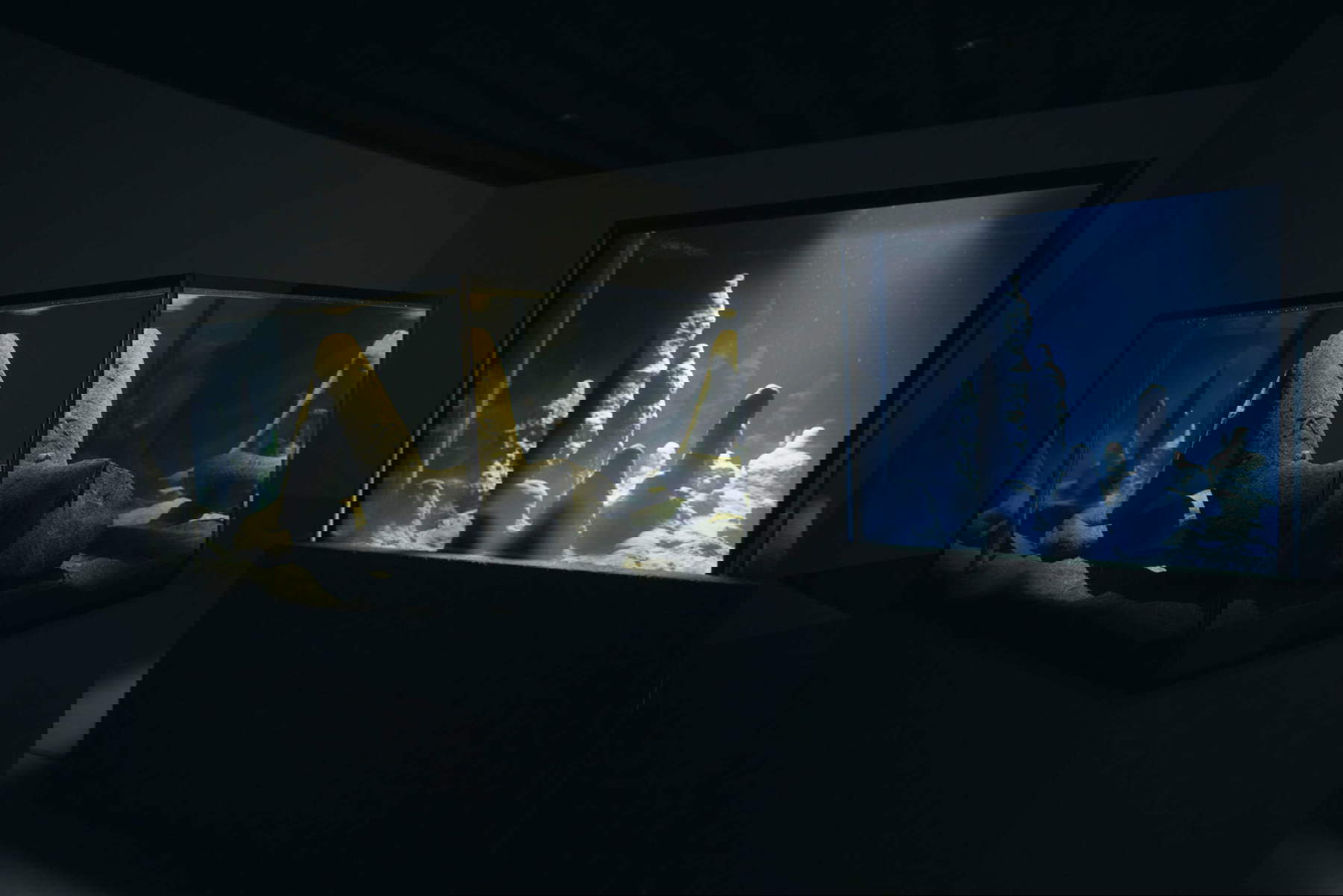 Pierre Huyghe, Abyssal Plane (2015; La Gaia Collection) and Circadian Dilemma (el Dia del Ojo) (2017; Germany, Private Collection). Installation view, exhibition Pierre Huyghe. Liminal. Photo: Ola Rindal © Palazzo Grassi, Pinault Collection. Pierre Huyghe, Abyssal Plane (2015; La Gaia Collection) and Circadian Dilemma (el Dia del Ojo) (2017; Germany, Private Collection). Installation view, exhibition Pierre Huyghe. Liminal. Photo: Ola Rindal © Palazzo Grassi, Pinault Collection.