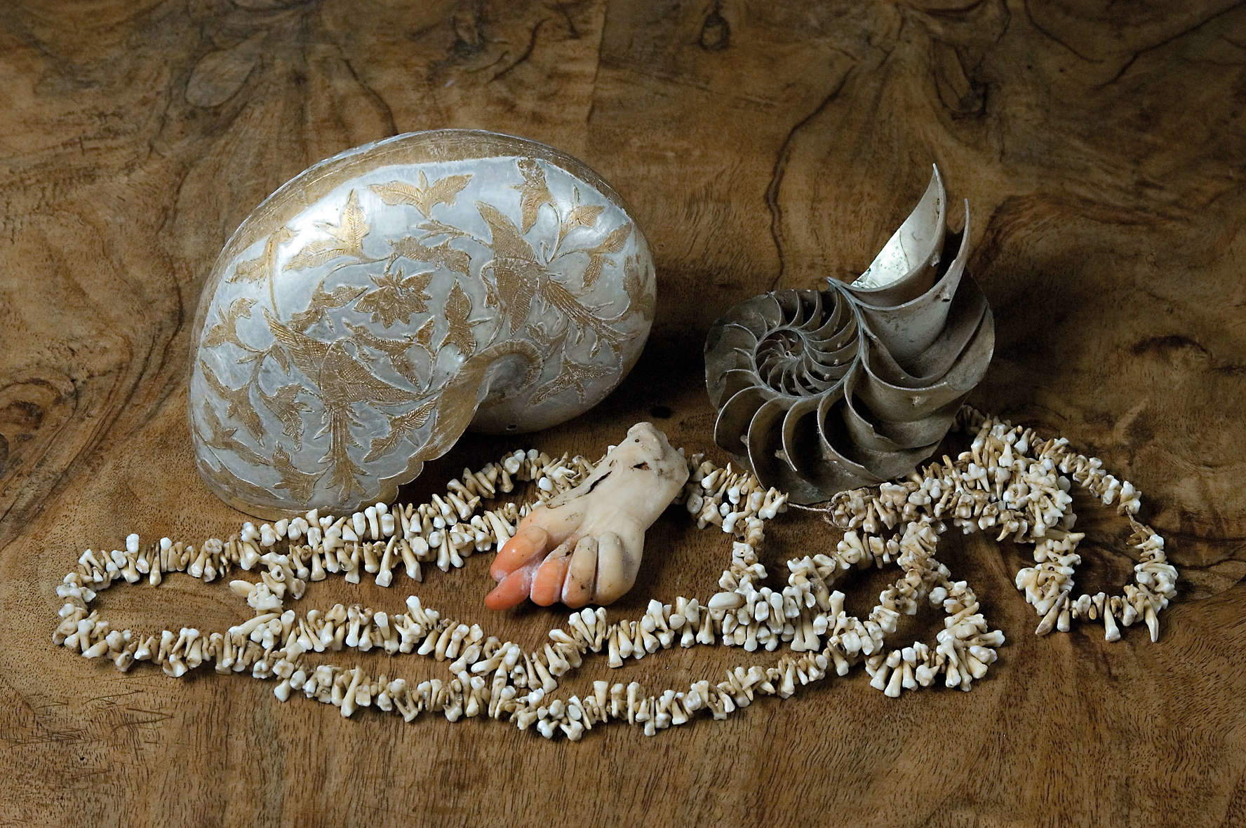 Alcuni reperti noti della Camera delle Meraviglie come il Nautilus decorato e la collana di denti di scimmia