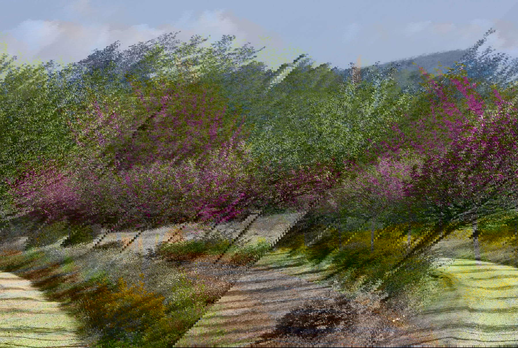 Parc Puccini à Pistoia. Photo : Parc Puccini Parc Puccini à Pistoia. Photo : Parc Puccini