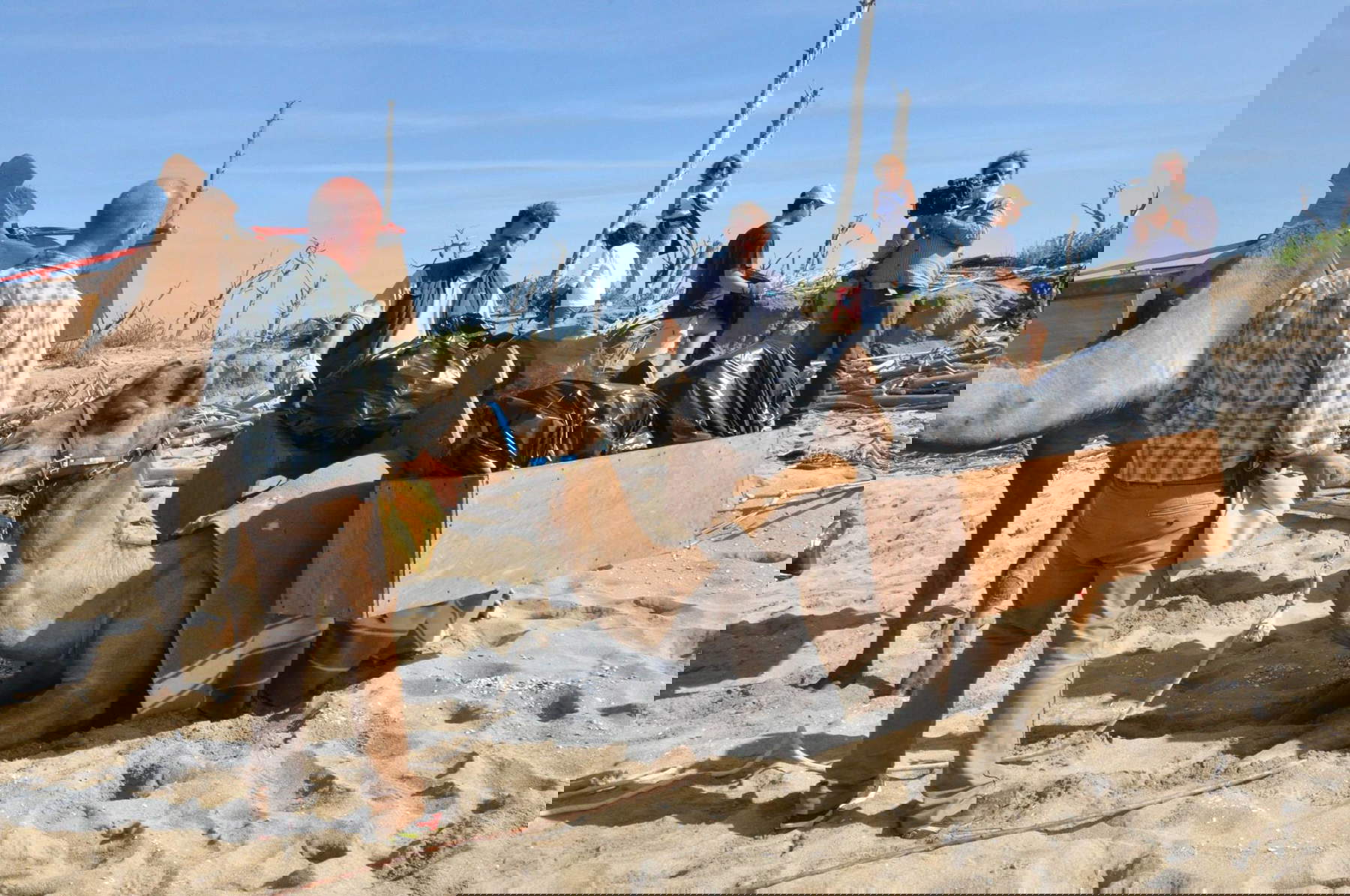 Los dromedarios hoy, impegnati nella pulizia della spiaggia del parco