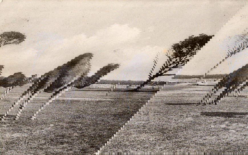 Los dromedarios de San Rossore en una foto de época