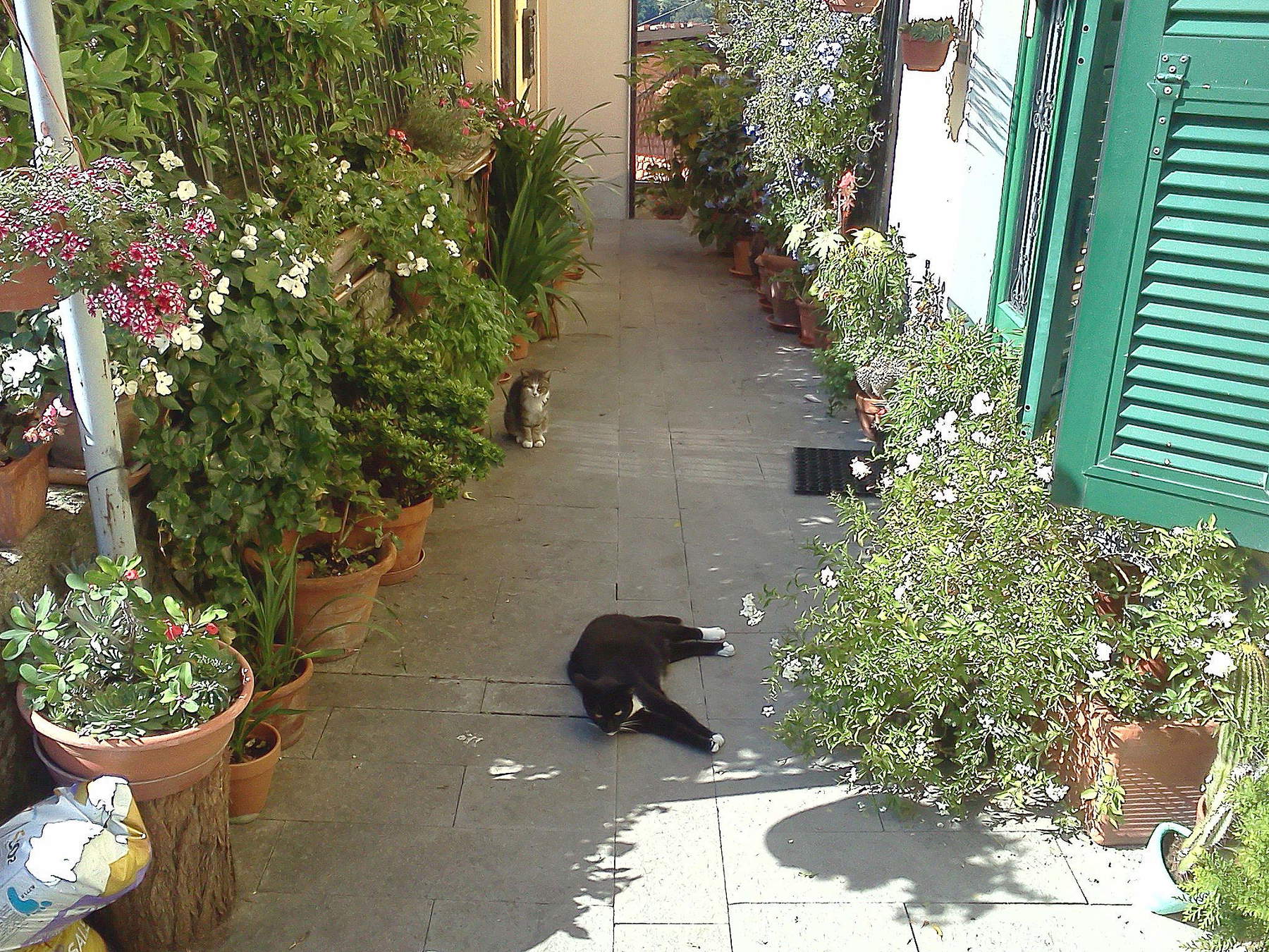 Katzen in Trebiano Magra Katzen in Trebiano Magra