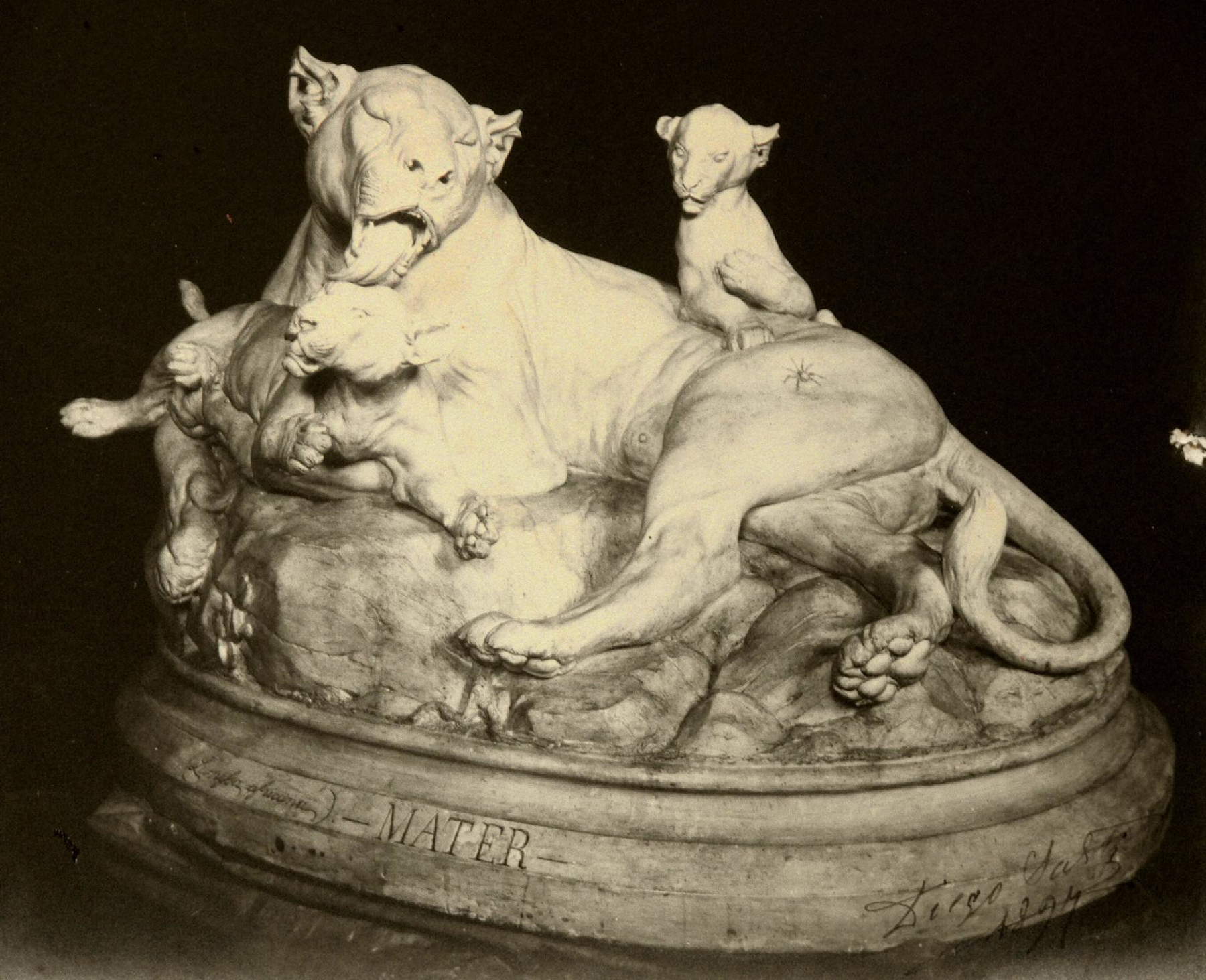 La leonessa africana di Diego Sarti in una foto d'epoca La leonessa africana di Diego Sarti in una foto d'epoca