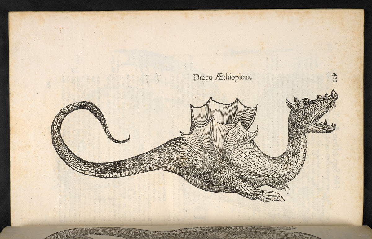 Draco Aethiopicus, da Ulisse Aldrovandi, Serpentum et Draconum Historiae (1640; libro a stampa; Londra, British Library) Draco Aethiopicus, da Ulisse Aldrovandi, Serpentum et Draconum Historiae (1640; libro a stampa; Londra, British Library)
