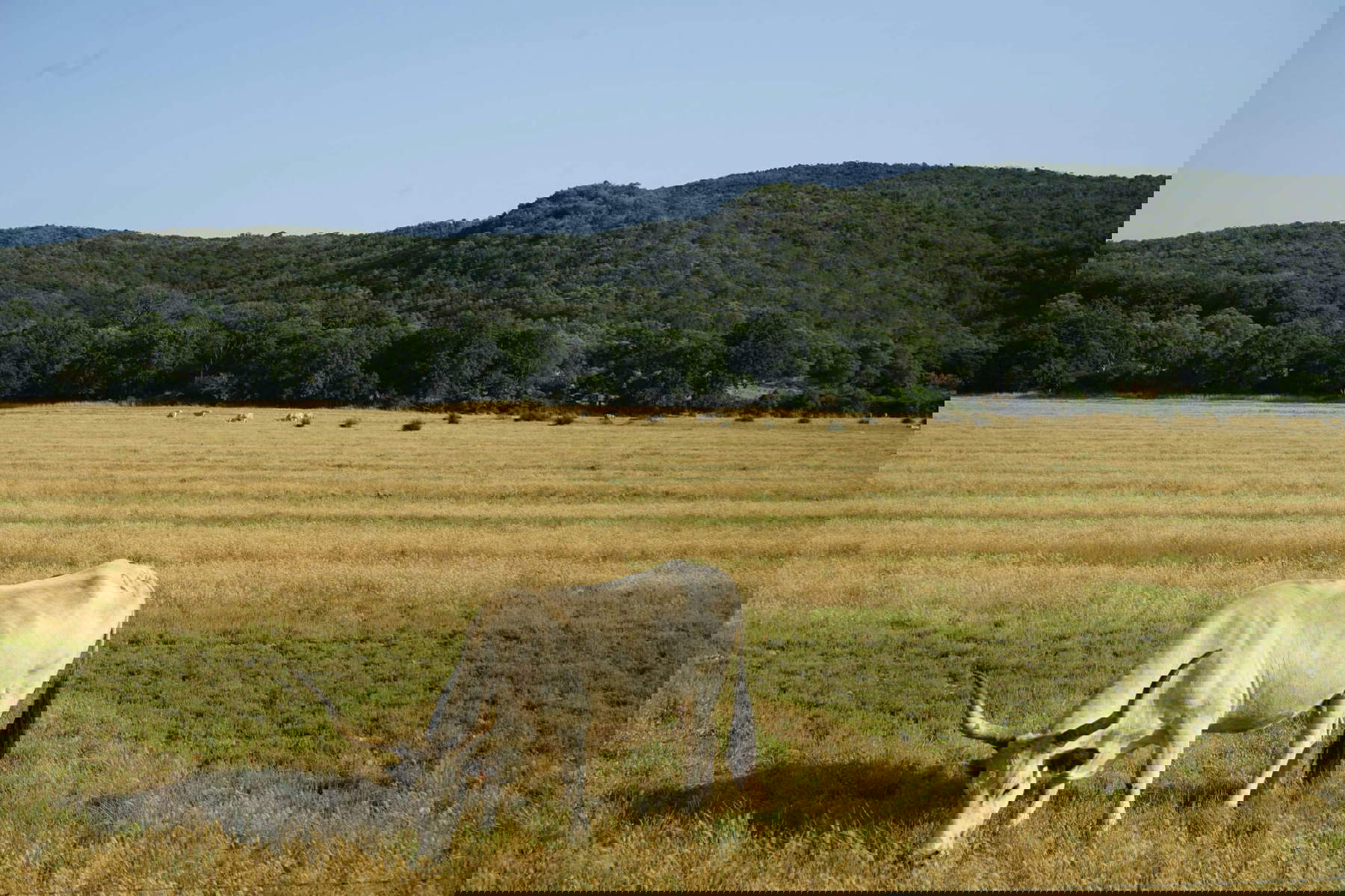 Maremma. Foto: Carlo Marzetti Maremma. Foto: Carlo Marzetti