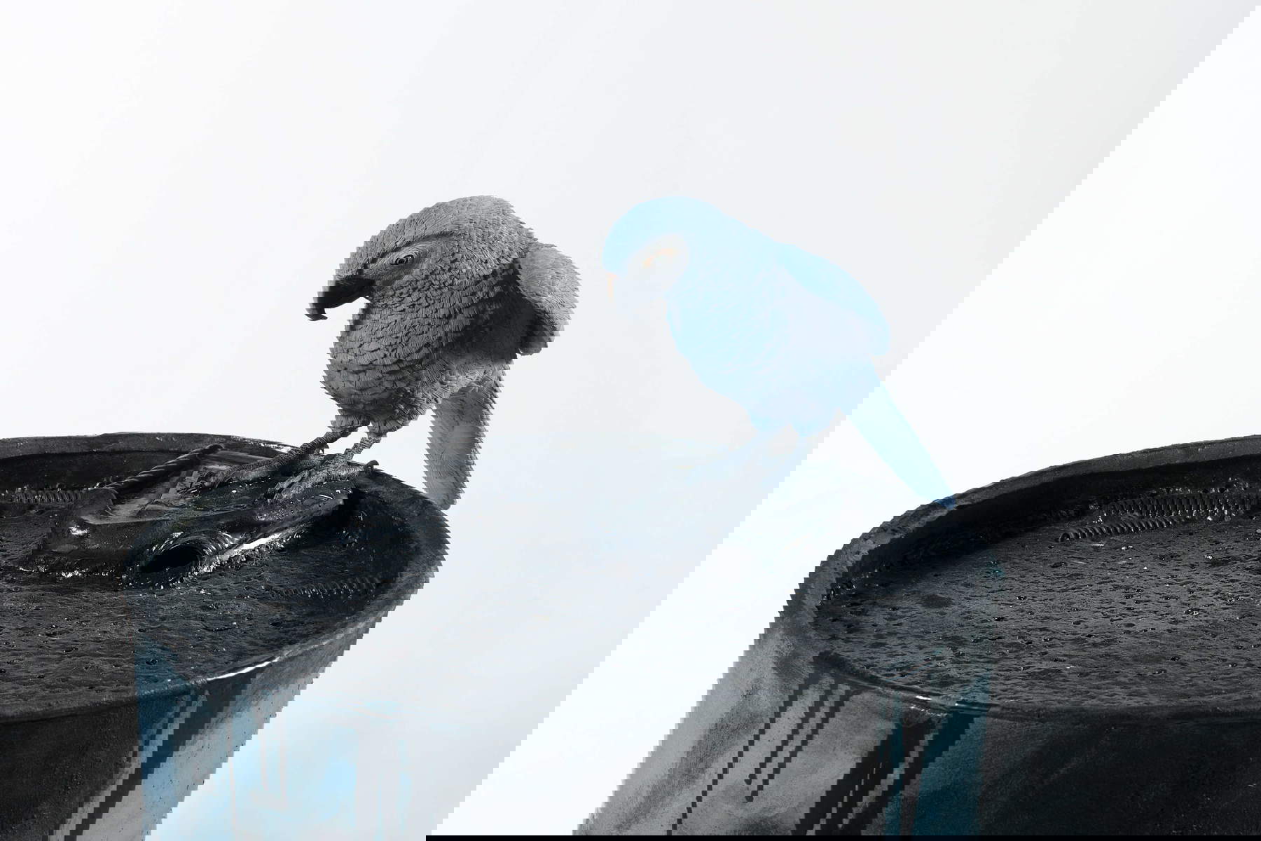 Bertozzi&amp;Casoni, Barile Spix (2022; polychrome Keramik, 100 x 55 cm)