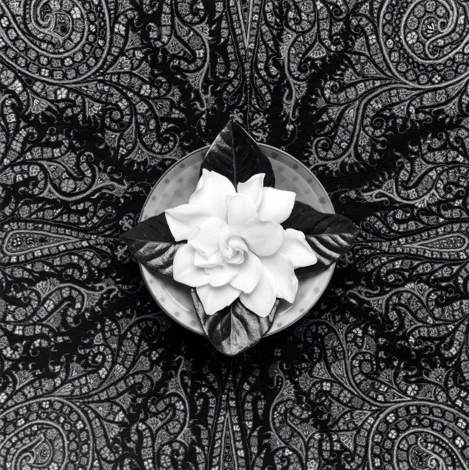 Robert Mapplethorpe, Gardenia (1987 ; photographie à la gélatine argentique, 77 x 74 cm) Robert Mapplethorpe, Gardenia (1987 ; photographie à la gélatine argentique, 77 x 74 cm)