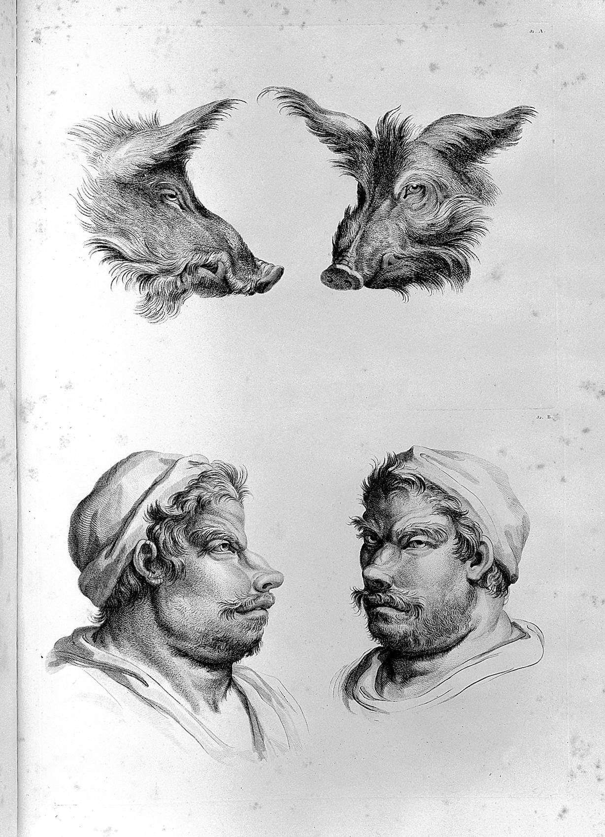 Incisione tratta dagli studi fisiognomici di Charles Le Brun Incisione tratta dagli studi fisiognomici di Charles Le Brun