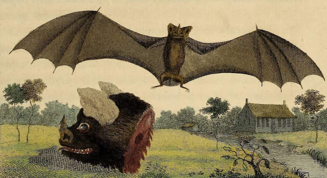 John Gabriel Stedman, Il vampiro o lo spettro di Guiana, da The Narrative of a Five Years Expedition against the Revolted Negroes of Surinam (1796) John Gabriel Stedman, Il vampiro o lo spettro di Guiana, da The Narrative of a Five Years Expedition against the Revolted Negroes of Surinam (1796)