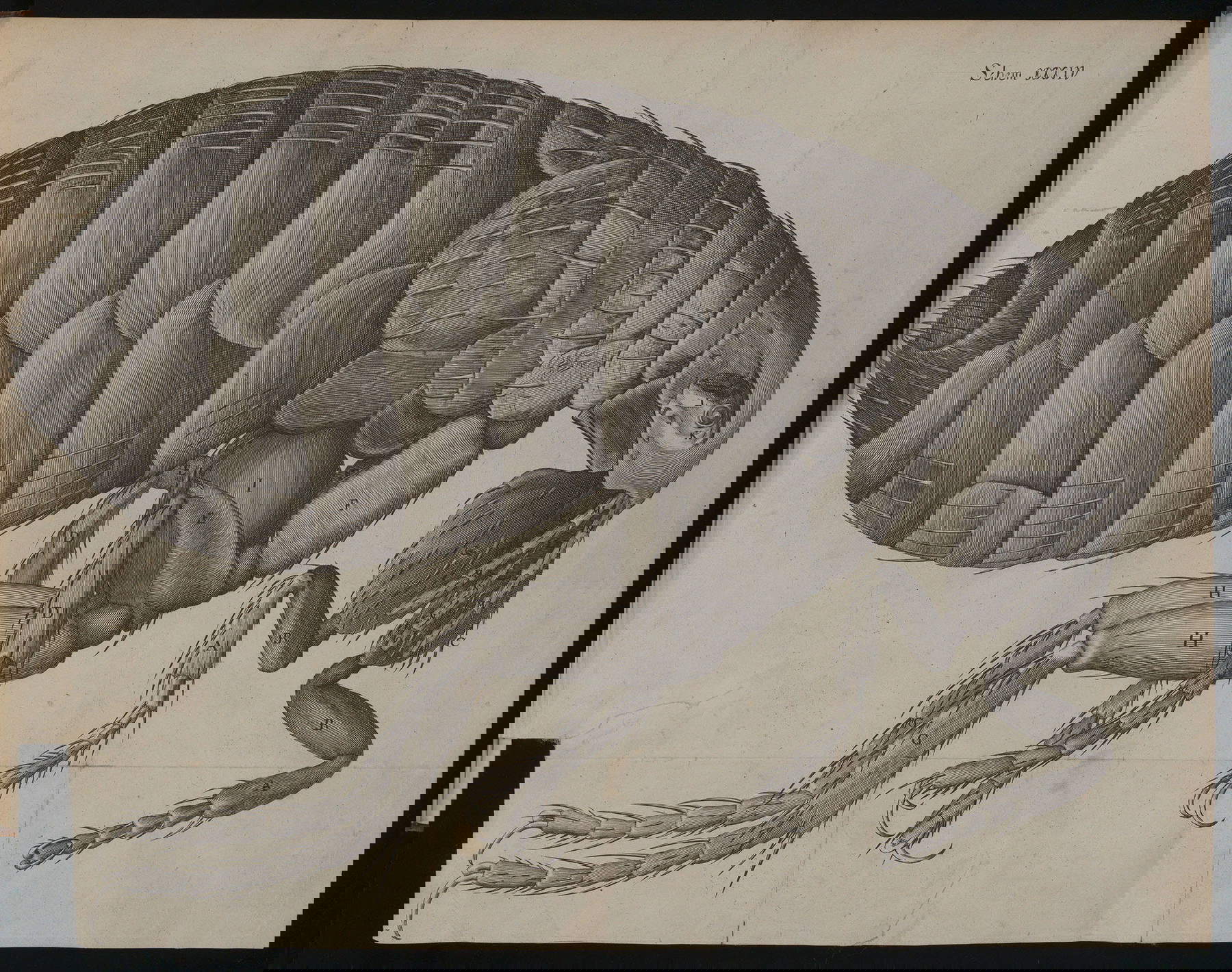 La pulce tratta dalla Micrographia di Robert Hooke (1665) La pulce tratta dalla Micrographia di Robert Hooke (1665)